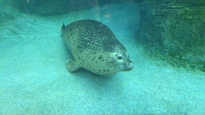 たまには