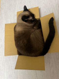 忙しくなってきた〜