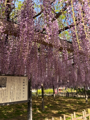 藤が咲いてました💜