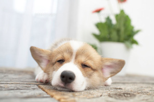 睡眠