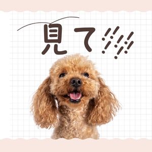 「本当の声」を見てください！