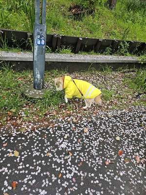 桜の通り抜け(造幣局)