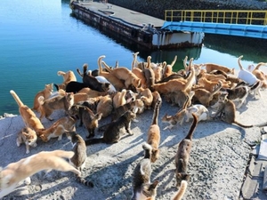 【四国の猫島、行ってみたい】
