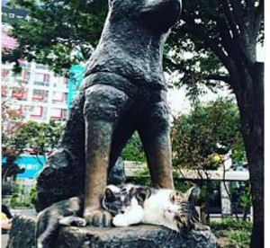 キャッツアンドドックス(=ﾟωﾟ)ﾉ