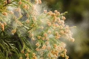 花粉・・花粉・・・花粉症Σ（・□・；）