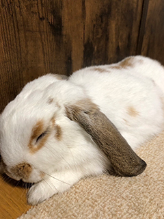 ◆次の休みのご予定は？