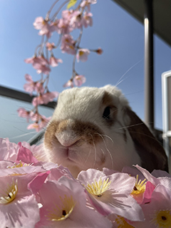 ◆入店〜初出勤までの間に更新するべき写メ日記の内容ってありますか？