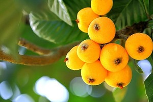 「季節の果物」