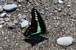 ⭐️今回のお題は【蝶が現れる🦋‪】です🎶