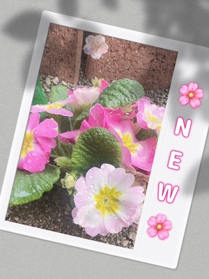 🌺花壇最新情報🌸