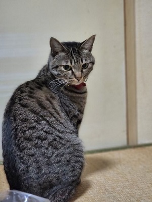 こねねブラザース日記　こねねさん編