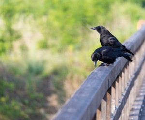 カラスが嫌いになりそうです！