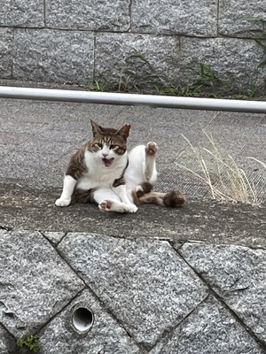 (=^・・^=)