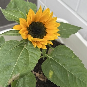 🌻