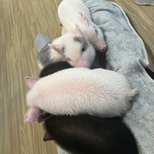 きゃわ〜〜✨