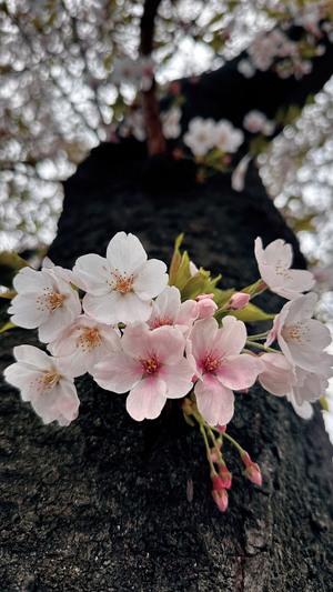 🌸お花見🌸