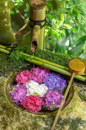 【雑学】雨の日とアジサイと、少しだけ哲学な話