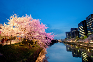 【お花見】福岡城さくらまつり