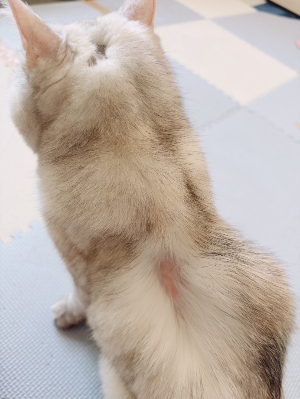ウチのナルさんがハゲてるってハナシ。
