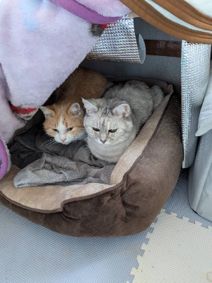 わが家の猫部屋からケンカの声がしますってハナシ。