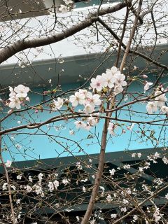 ３月も終わり、４月から(*'ω'*)