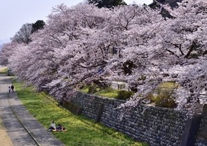 🌸見頃🌸