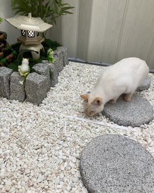 最近のしろすけ(=^・^=)
