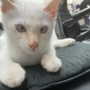 🍰応募までの流れは超簡単！1分あれば大丈夫！