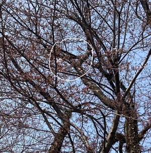 桜咲く🌸