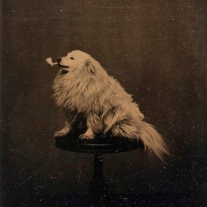 150年前の犬
