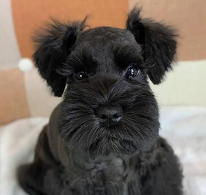 【ダップー通信】トリミングしたらシュナになった
