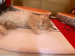 GWゆるっとスタート