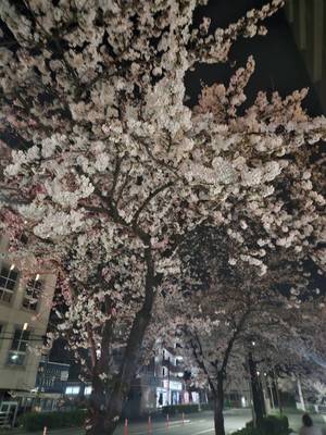 朝だけど・・・