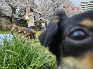 さくら〜ひらひら〜まい〜・・・